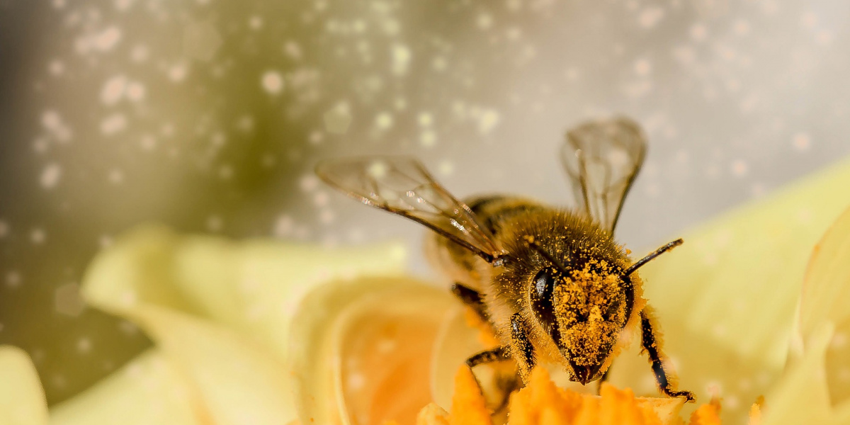 Bild Faszination Honigbienen