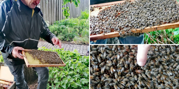 Faszination Honigbienen mit Reiner Westen