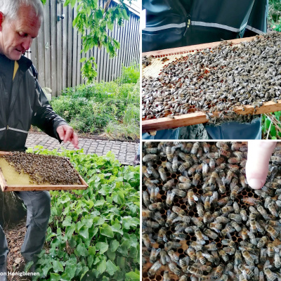 bienen2